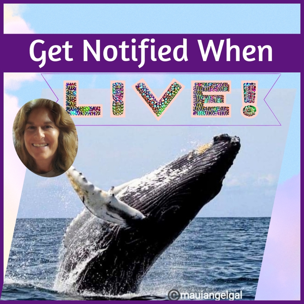 Get notified when LIVE!